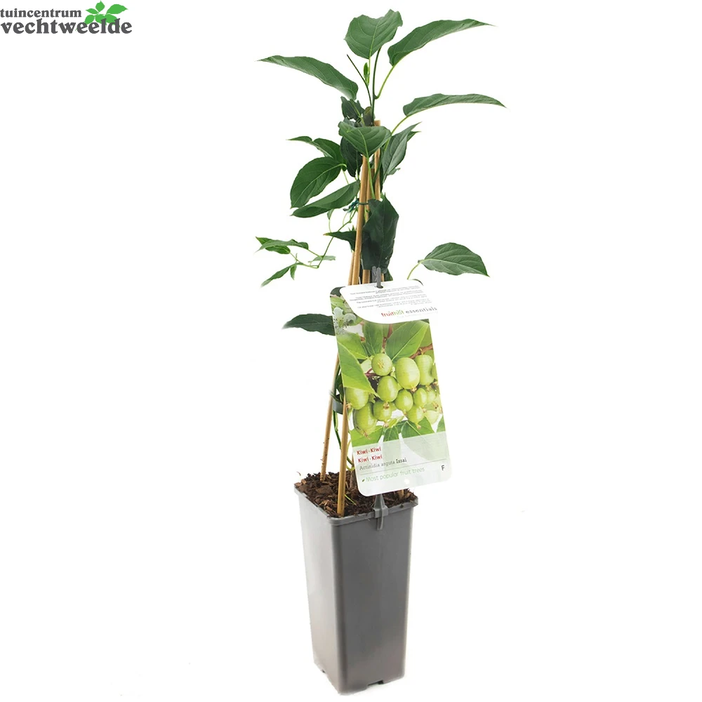 Actinidia Arguta 'Issai' 2 Actinidia Arguta 'Issai' - Afbeelding 2