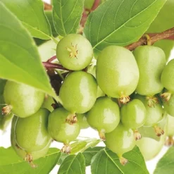 Boom Geest Verkoop 10 Actinidia Arguta 'Issai'