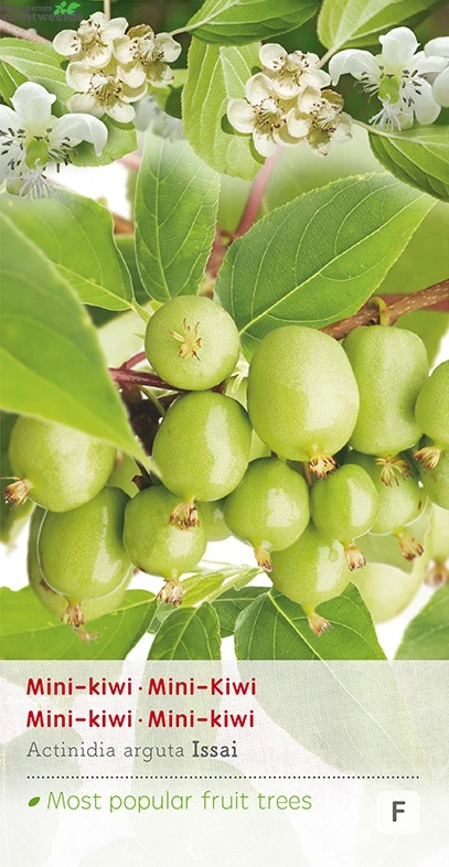 Actinidia Arguta 'Issai' 1 Actinidia Arguta 'Issai'