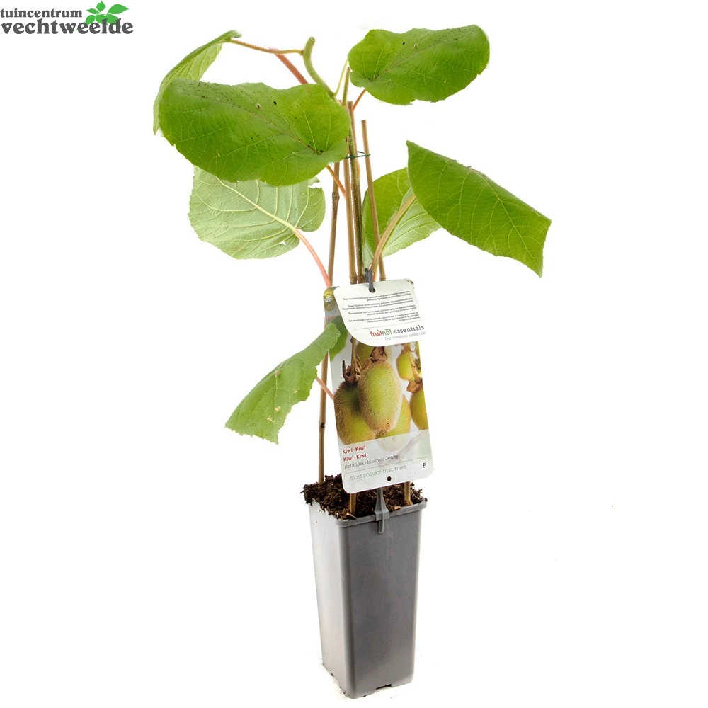 Actinidia Deliciosa 'Jenny' 2 Actinidia Deliciosa 'Jenny' - Afbeelding 2