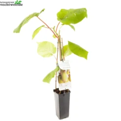 Actinidia Deliciosa 'Jenny' 5 Actinidia Deliciosa 'Jenny' -Boom Geest Verkoop actinidia deliciosa jenny 1500x1500 6209371519f2d l