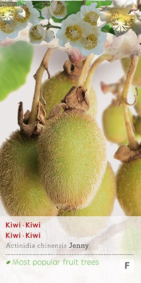 Actinidia Deliciosa 'Jenny' 1 Actinidia Deliciosa 'Jenny'