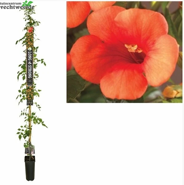 Campsis T. Madame Galen 1 Campsis T. Madame Galen