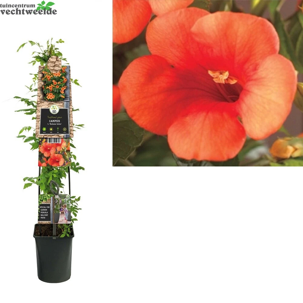 Campsis Tag. 'Mme Galen' 1 Campsis Tag. 'Mme Galen'