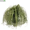 Carex 'Feather Falls' 5 Liter Pot