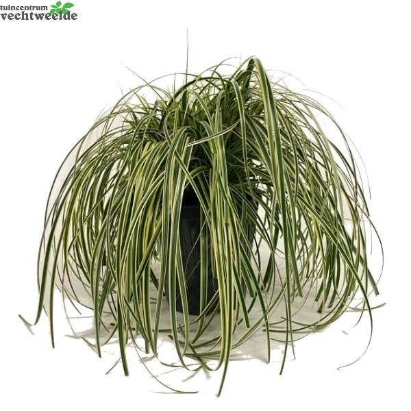 Carex 'Feather Falls' 5 Liter Pot 1 Carex 'Feather Falls' 5 Liter Pot