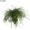 Carex Oshimensis 'Evercream' 5 Liter Pot