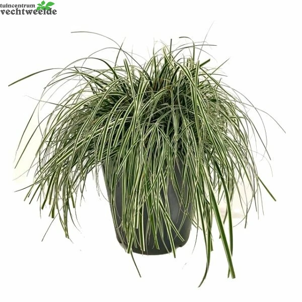 Carex Oshimensis 'Everest' 5 Liter Pot 1 Carex Oshimensis 'Everest' 5 Liter Pot