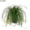 Carex 'Ribbon Falls'® 5 Liter Pot
