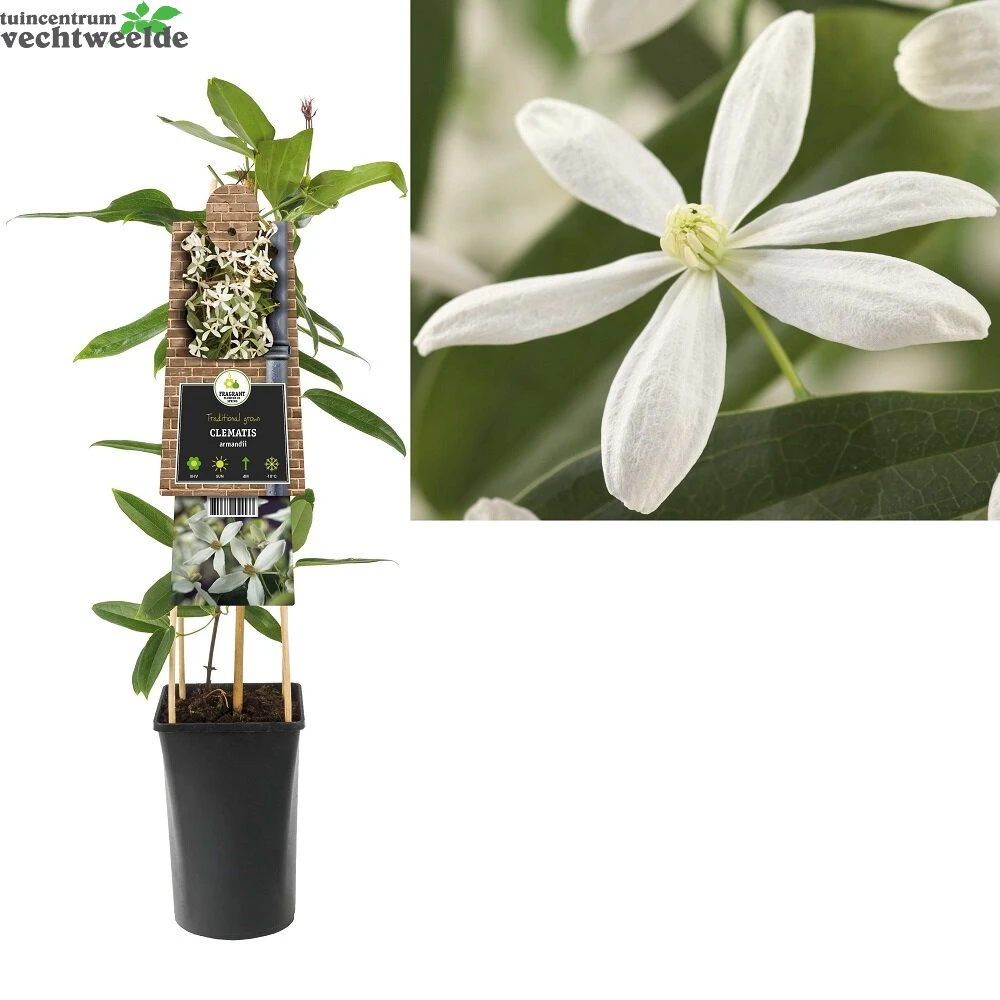 Clematis Armandii 1 Clematis Armandii
