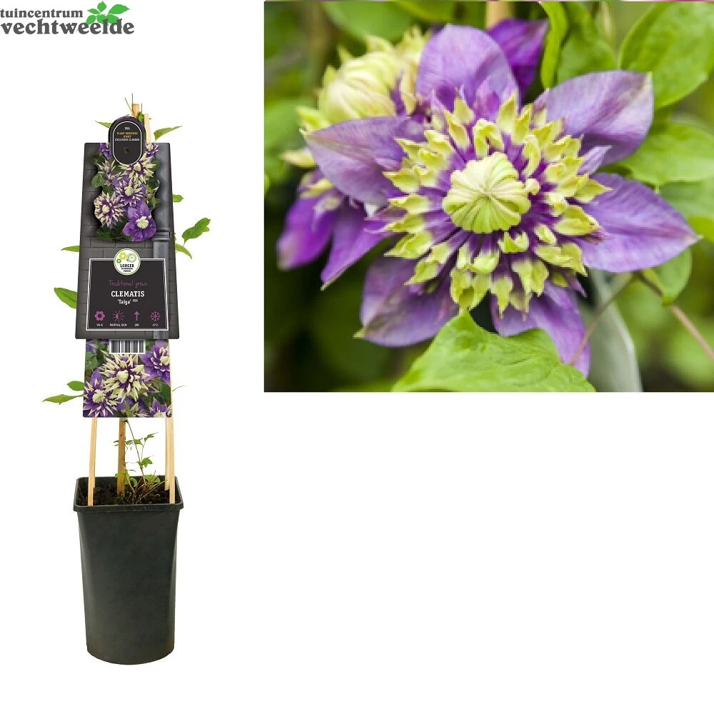 Clematis Flor. Taiga PBR 3.0 P16 1 Clematis Flor. Taiga PBR 3.0 P16