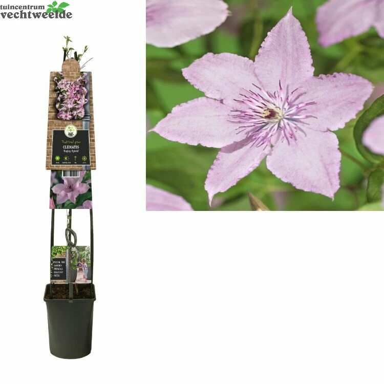 Clematis 'Hagley Hybrid' 1 Clematis 'Hagley Hybrid'