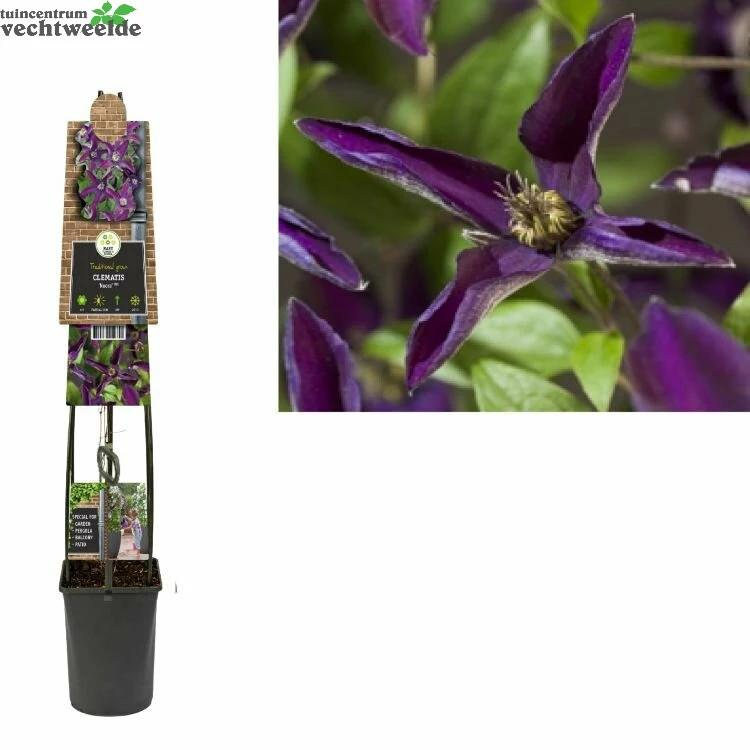 Clematis 'Noora'® 1 Clematis 'Noora'®