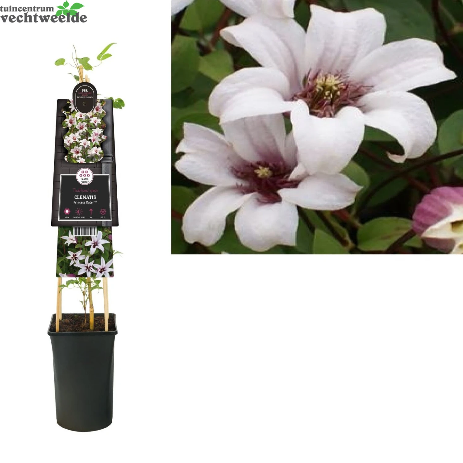 Clematis 'Princess Kate'® 1 Clematis 'Princess Kate'®