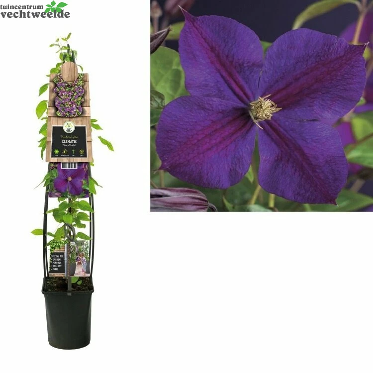Clematis 'Star Of India' 1 Clematis 'Star Of India'