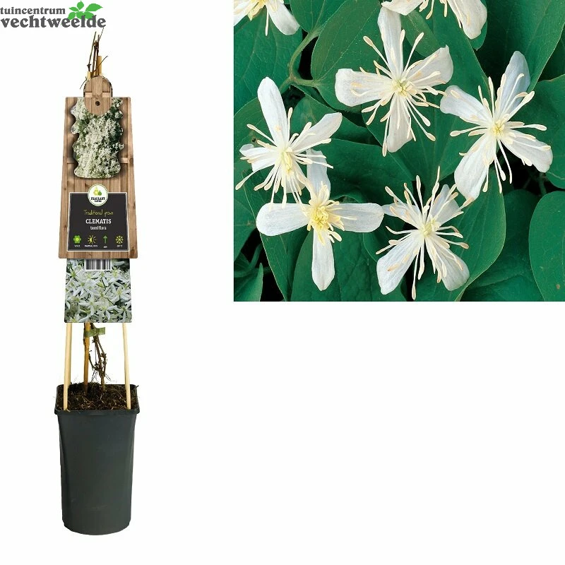 Clematis Terniflora 1 Clematis Terniflora