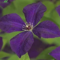 Clematis Vit. 'Polish Spirit'