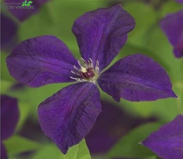 Clematis Vit. 'Polish Spirit' 1 Clematis Vit. 'Polish Spirit'