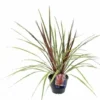 Cordyline Australis Can Can