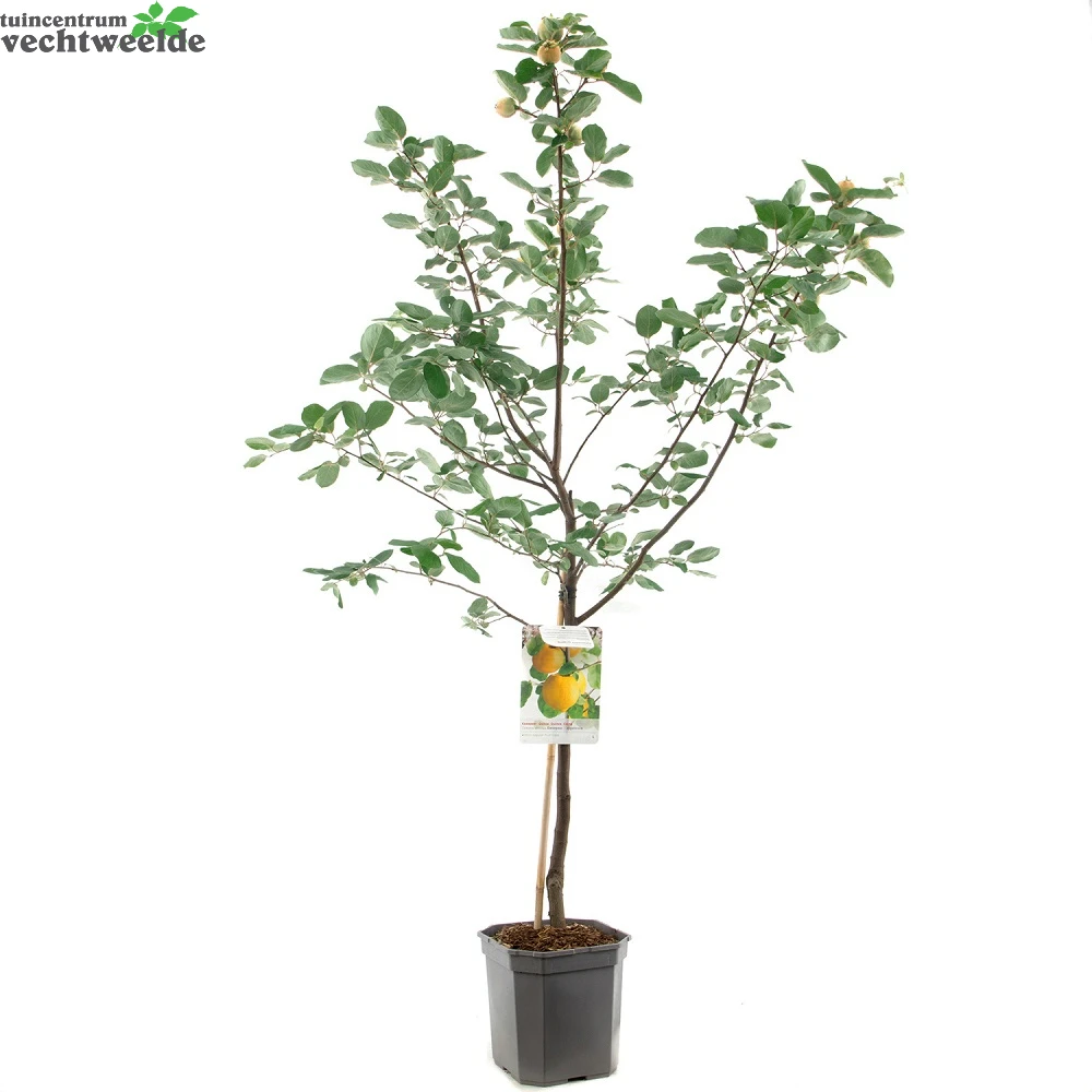 Cydonia Oblonga 2 Cydonia Oblonga - Afbeelding 2