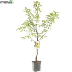 Cydonia Oblonga 5 Cydonia Oblonga -Boom Geest Verkoop cydonia oblonga 1500x1500 62093e1e9538b l