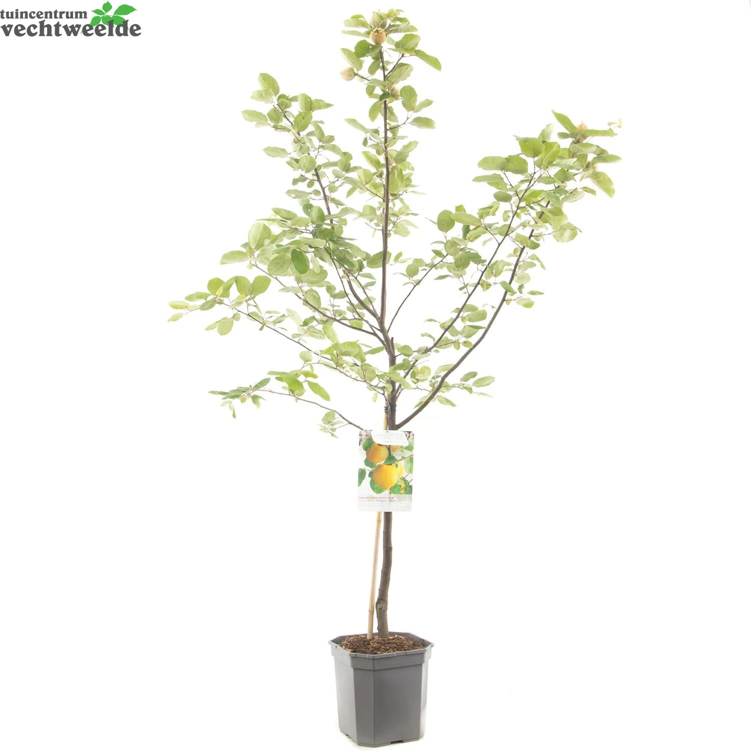 Cydonia Oblonga 3 Cydonia Oblonga - Afbeelding 3