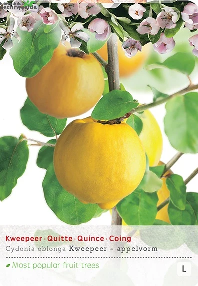 Cydonia Oblonga 1 Cydonia Oblonga