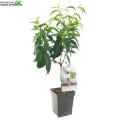 Dwergperzik 'Yellow Peach' 4 Dwergperzik 'Yellow Peach' -Boom Geest Verkoop dwergperzik yellow peach 1000x999 6208ea719b83d l