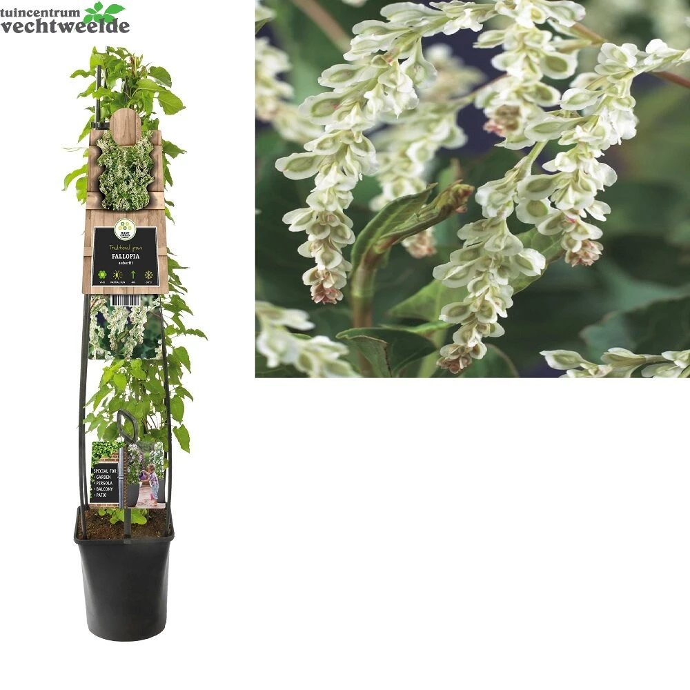 Fallopia Aubertii 1 Fallopia Aubertii