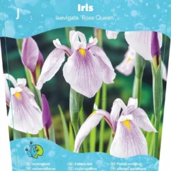 Iris Laevigata 'Rose Queen'