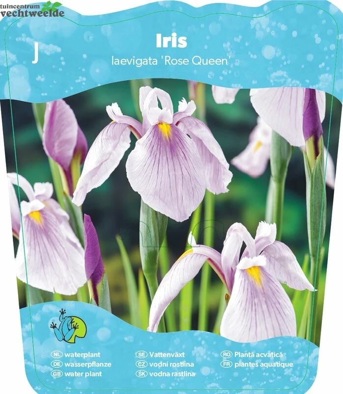 Iris Laevigata 'Rose Queen' 1 Iris Laevigata 'Rose Queen'