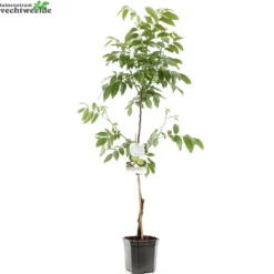 Boom Geest Verkoop -Boom Geest Verkoop juglans regia buccaneer spil 1000x1000 6208f876e8cd1 l