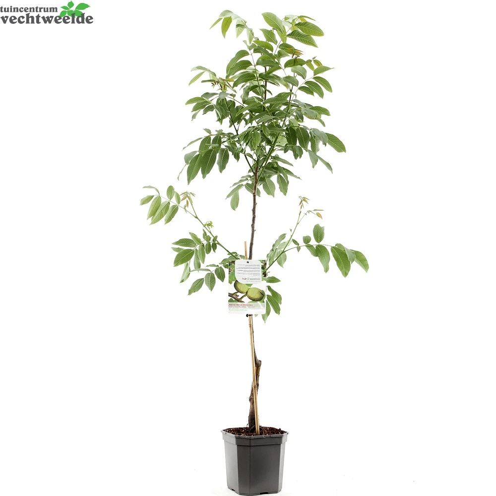 Juglans Regia Buccaneer Spil 2 Juglans Regia Buccaneer Spil - Afbeelding 2