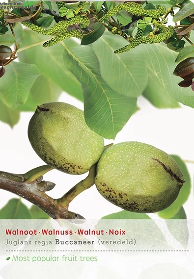 Juglans Regia Buccaneer Spil 1 Juglans Regia Buccaneer Spil