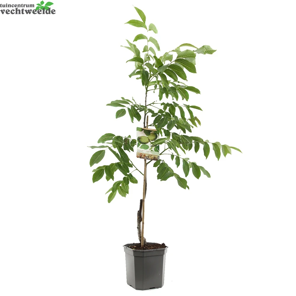 Juglans Regia Veredeld P24 2 Juglans Regia Veredeld P24 - Afbeelding 2