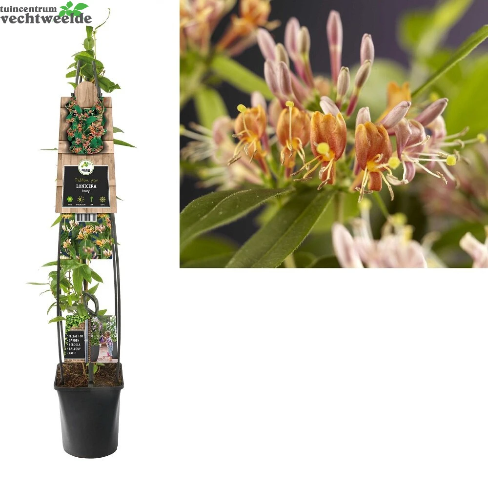 Lonicera Henryi 1 Lonicera Henryi