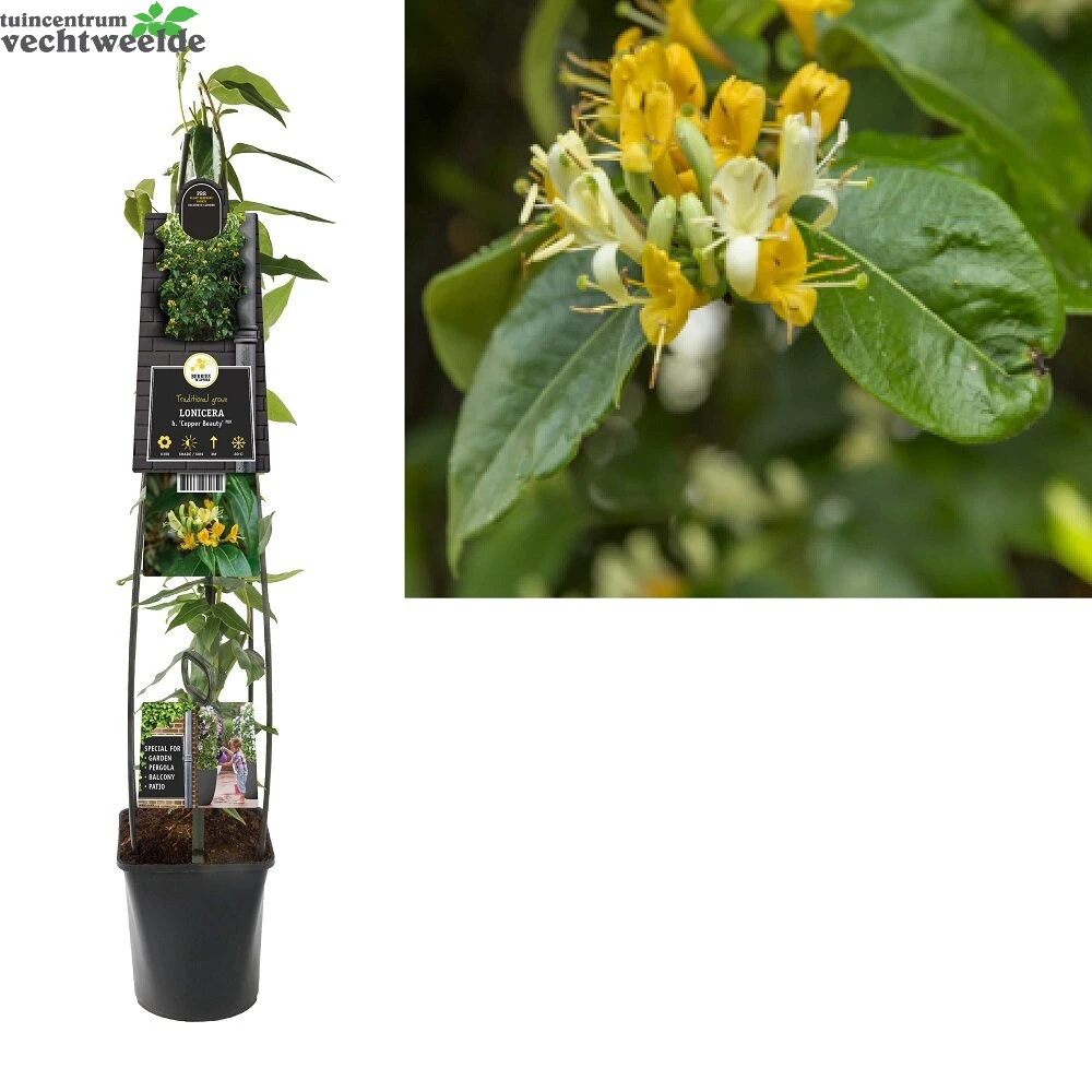 Lonicera Henryi 'Copper Beauty' PBR 1 Lonicera Henryi 'Copper Beauty' PBR