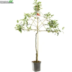 Boom Geest Verkoop 18 Malus D. 'Elstar'