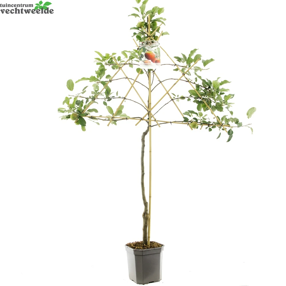 Malus D. 'Elstar' 1 Malus D. 'Elstar'