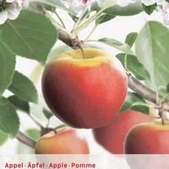 Boom Geest Verkoop -Boom Geest Verkoop malus d elstar 397x570 6209301bb80a4 l