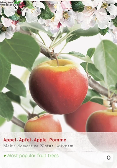 Malus D. 'Elstar' 2 Malus D. 'Elstar' - Afbeelding 2