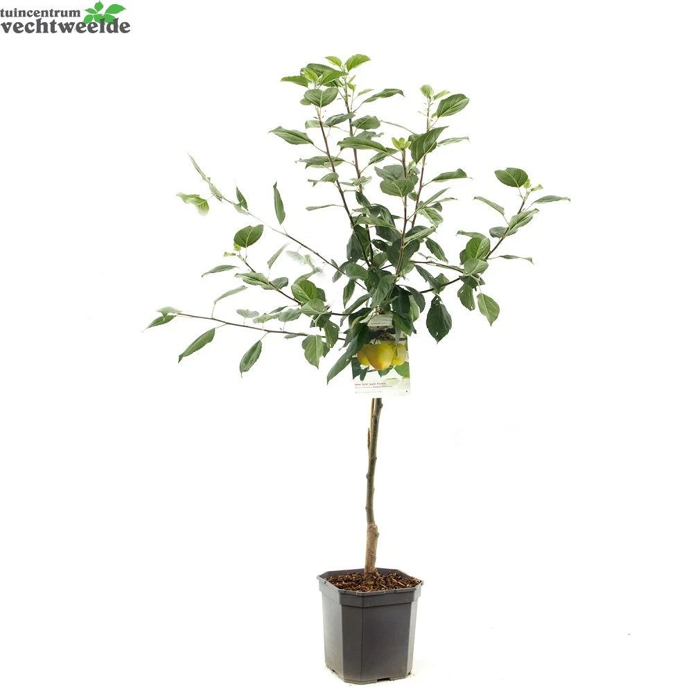 Malus D. 'Golden Delicious' 2 Malus D. 'Golden Delicious' - Afbeelding 2