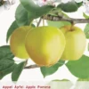 Malus D. 'Golden Delicious'