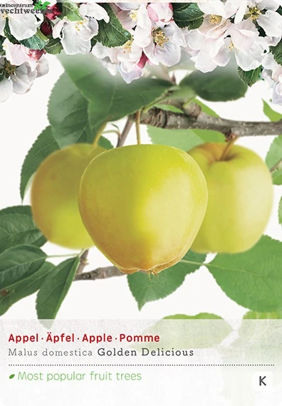 Malus D. 'Golden Delicious' 1 Malus D. 'Golden Delicious'