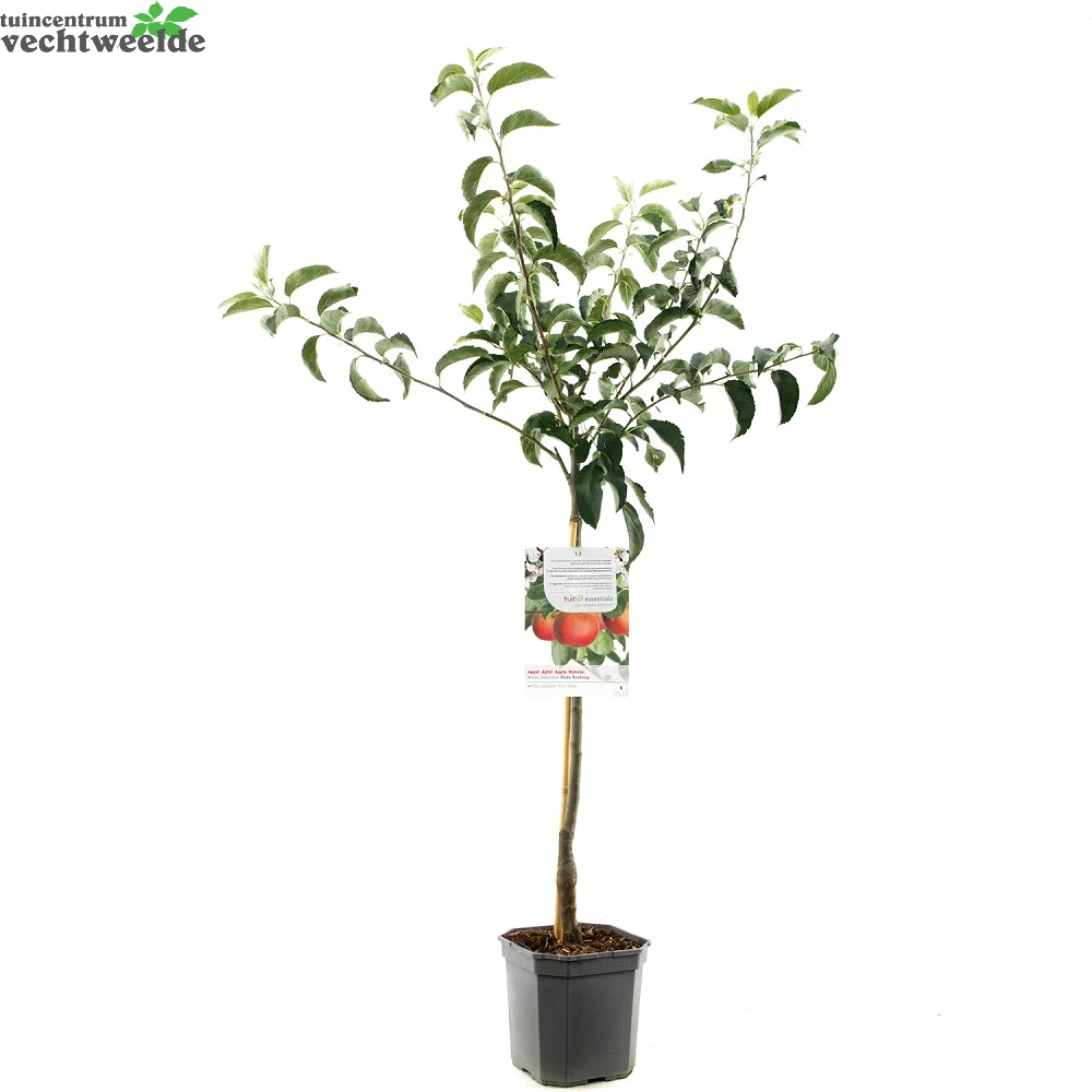 Malus D. 'Rode Boskoop' 2 Malus D. 'Rode Boskoop' - Afbeelding 2
