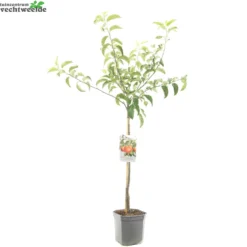 Malus D. 'Rode Boskoop' 5 Malus D. 'Rode Boskoop' -Boom Geest Verkoop malus d rode boskoop 1500x1500 62093e19eb664 l