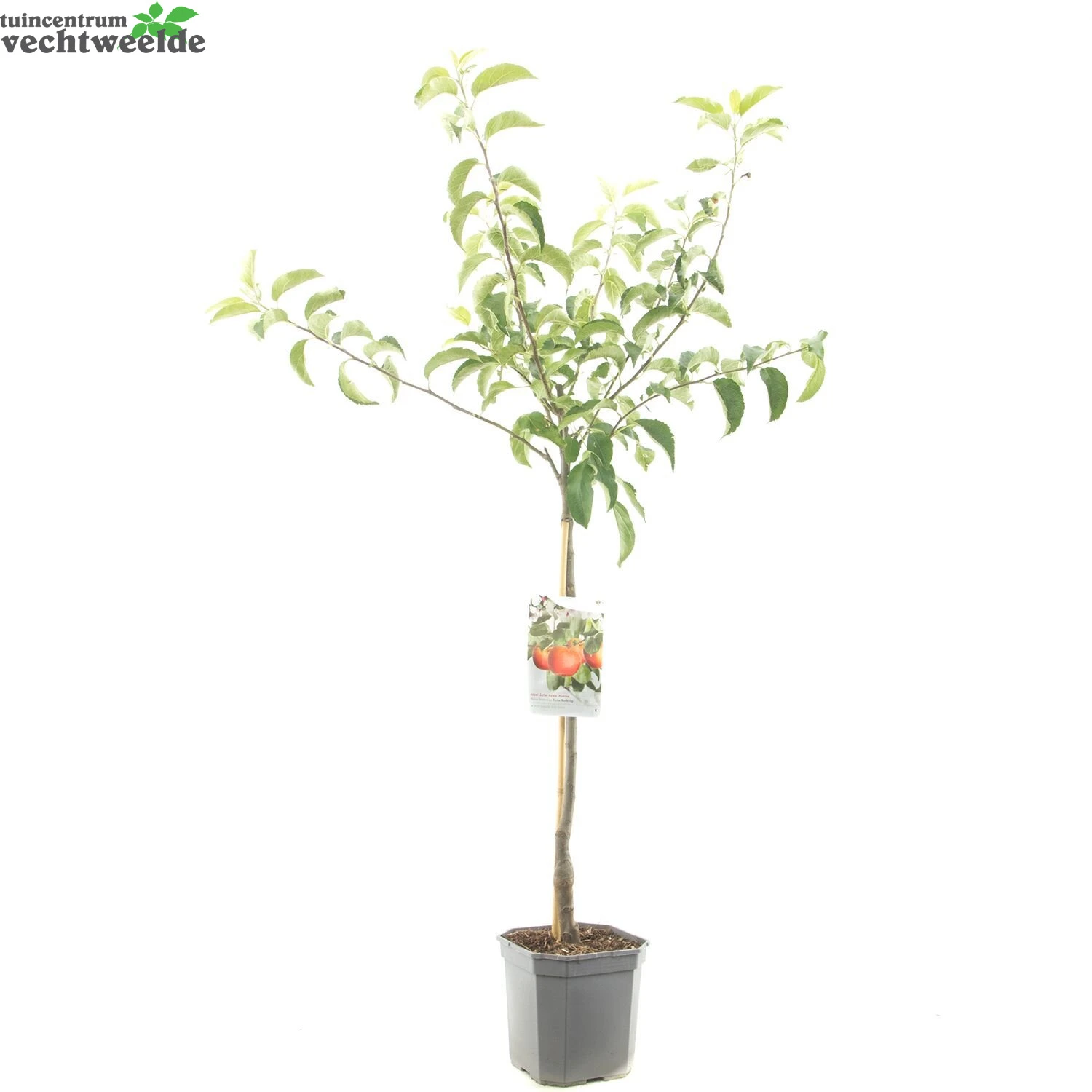 Malus D. 'Rode Boskoop' 3 Malus D. 'Rode Boskoop' - Afbeelding 3