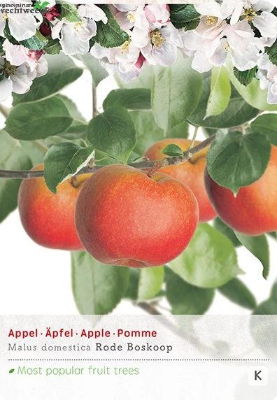 Malus D. 'Rode Boskoop' 1 Malus D. 'Rode Boskoop'