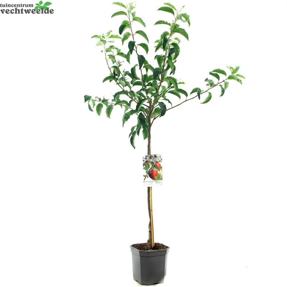 Malus D. 'Rode Jonagold' 2 Malus D. 'Rode Jonagold' - Afbeelding 2