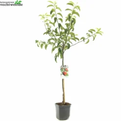 Malus D. 'Rode Jonagold' 5 Malus D. 'Rode Jonagold' -Boom Geest Verkoop malus d rode jonagold 1500x1500 6464dfe15accc l